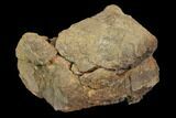 Bargain, Fossil Hadrosaur Caudal Vertebra - Aguja Formation, Texas #116490-2